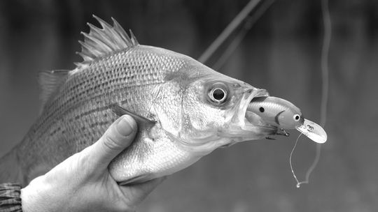 Annual white bass run kicking into gear on rivers statewide