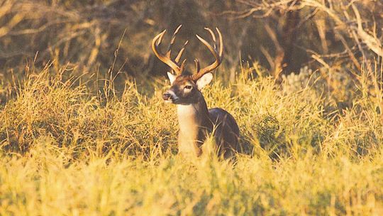 Dreaming Whitetail