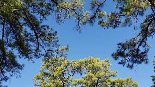 Lost Pines State Park: A Story of Rebirth, Resilience, and Hope