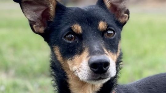 Pet of the Week - Roxie