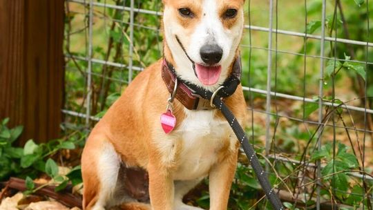 Pet of the Week - Winnie