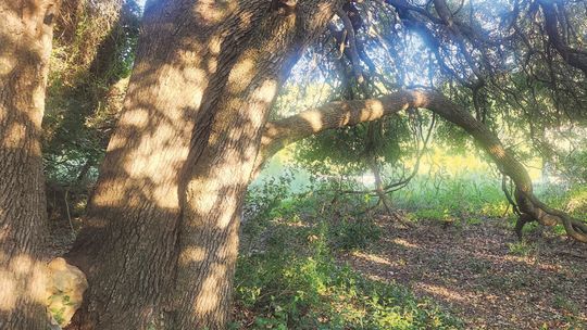 Trees: Planting roots for posterity