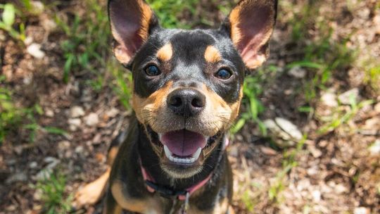 WAG's Pet of the Week - Raichu
