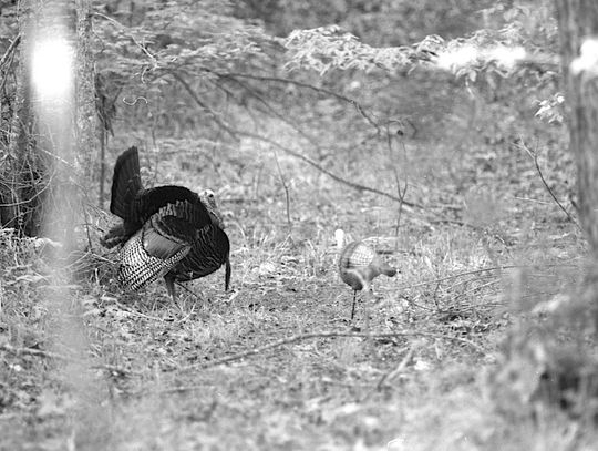 2025 Spring Turkey Preview: TPWD says hunters should see plenty of gobblers in the field this season