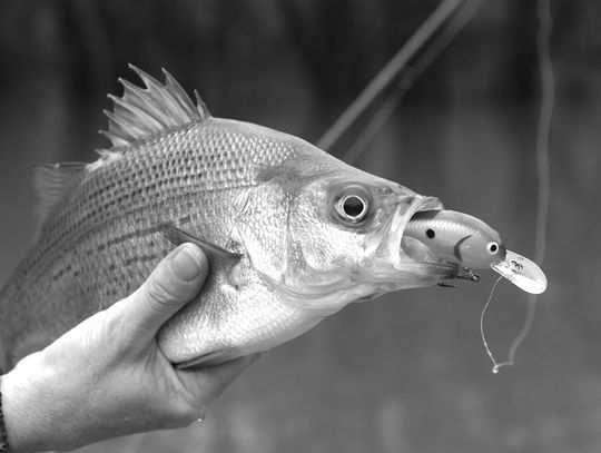 Annual white bass run kicking into gear on rivers statewide