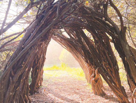 Artist creates living gateways to Cypress Creek Trail Preserve