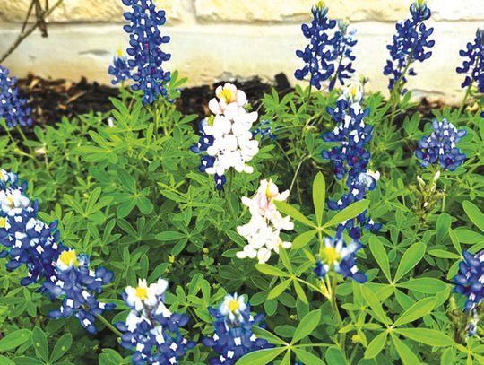 Bloom into Spring: The beauty of native Texas perennials