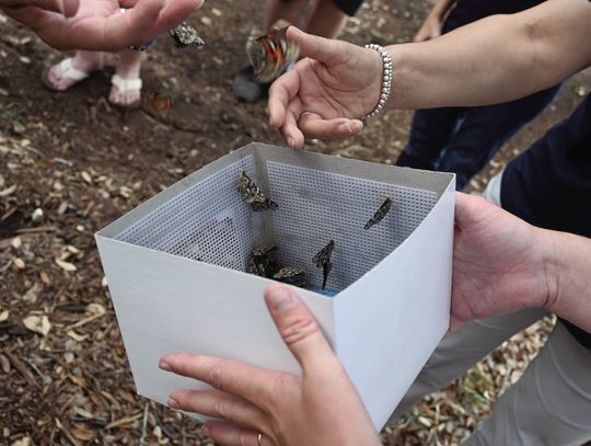 Bluebonnet Palliative Care holds butterfly memorial service for family members