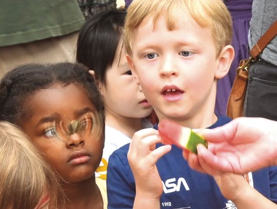 Butterfly Festival draws record crowds