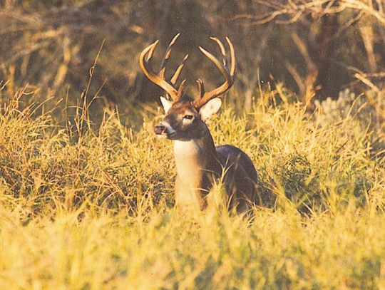 Dreaming Whitetail