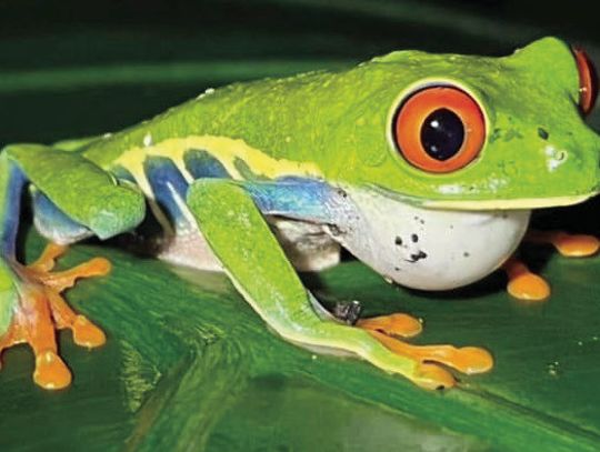 For the love of frogs: How to keep amphibian habitats healthy