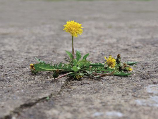 Gardening in times of drought