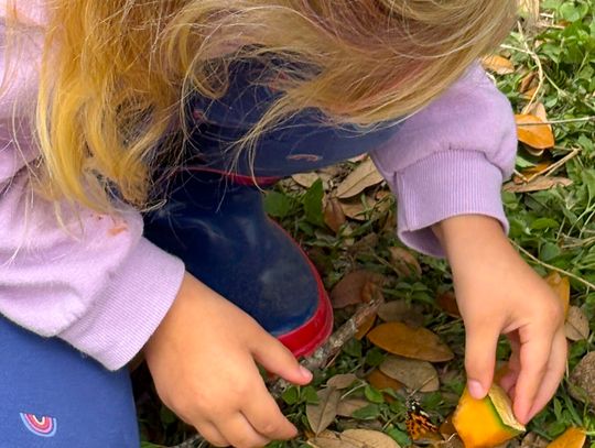 Harbingers of Spring: Painted Ladies take flight at EmilyAnn