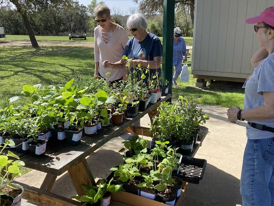 Hays County Master Gardeners plant and tree sale starts next week