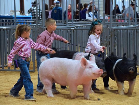 PHOTOS BY LAURIE ANDERSON Youngsters compete for showmanship with their pigs.