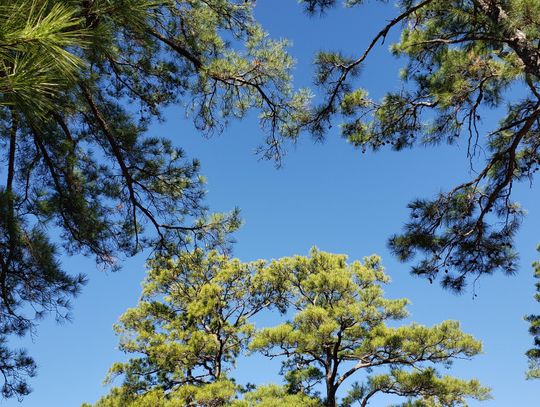 Lost Pines State Park: A Story of Rebirth, Resilience, and Hope