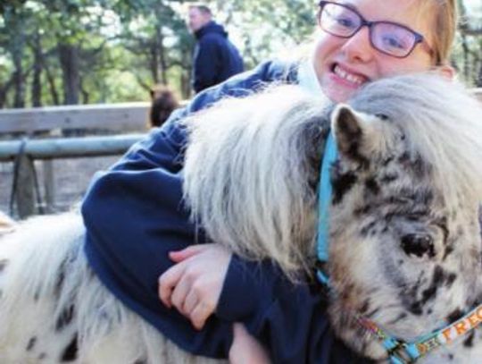 Mini horses BIG HUGS