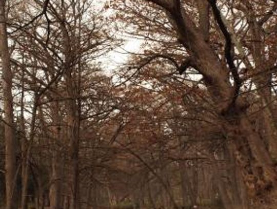 Oak Wilt discovered in Blue Hole park