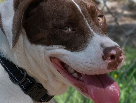 Pet of the Week