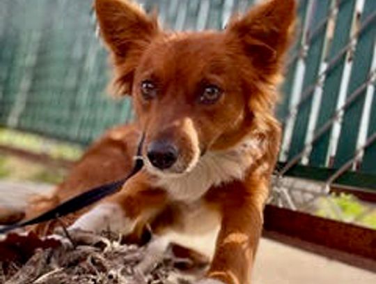 Pet of the Week — Fifi