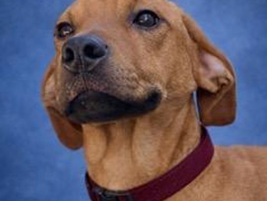 Image Pet of the Week -- Hanz.jpeg (10526809)