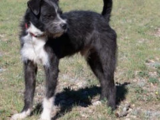 Pet of the Week - Macaw