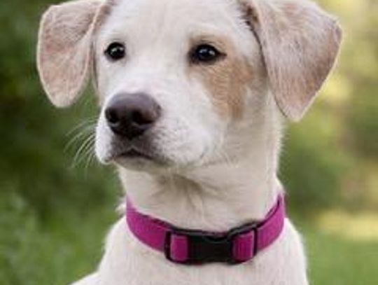 Image Pet of the Weelk -- Milkshake.jpeg (10549737)