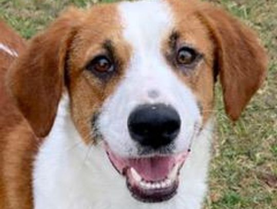 Image Pet of the Week -- Mollie.jpeg (10381206)