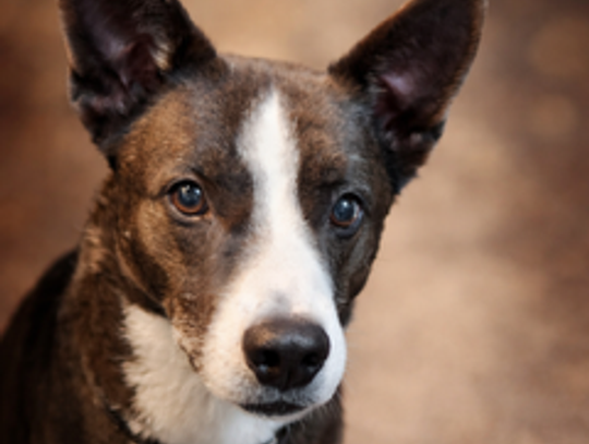 Image Pet of the Week -- Moonlight.png (10309726)