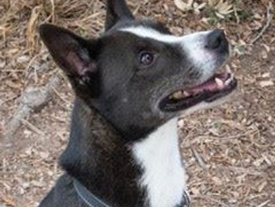 Image Moonlight.jpg (10484029)