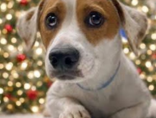 Image Nugget.jpg (10124673)