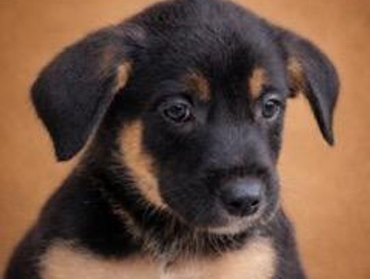 Image Pet of the Week -- Paddingtom.jpeg (10416088)