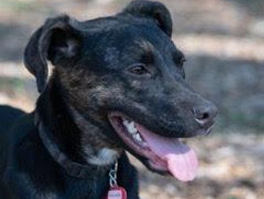 Image Raisen.jpg (10195346)