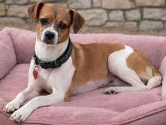 Image Pet of the Week -- Rita.jpeg (10345201)