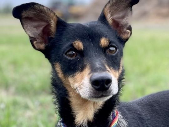 Pet of the Week - Roxie