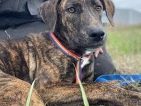 Image Tuesday.jpg (10030120)