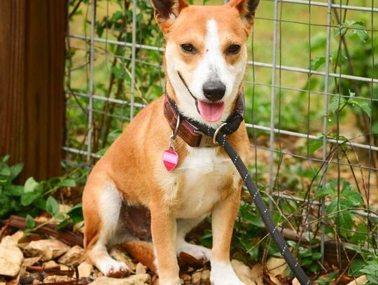 Pet of the Week - Winnie