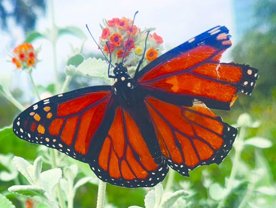 Planting milkweed brings beneficial butterflies, bees