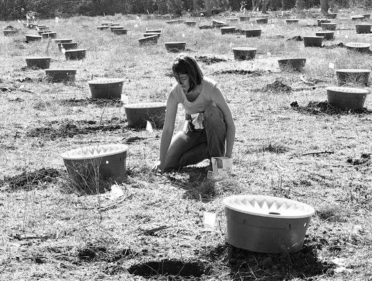 Reforesting Jacob’s Well with new tree technology