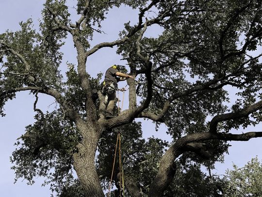 Santos Bonilla working in one of the area’s giant Oaks Submitted Photo