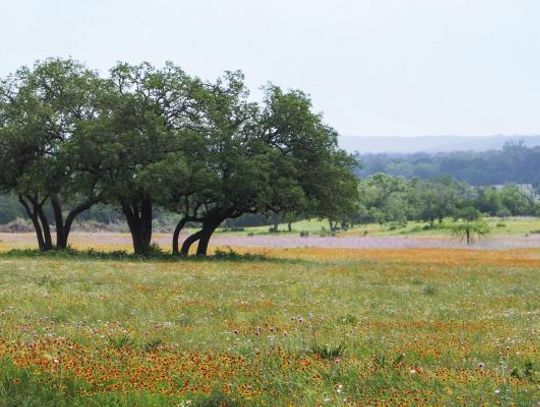 Showers bring flowers to the Texas Hill Country