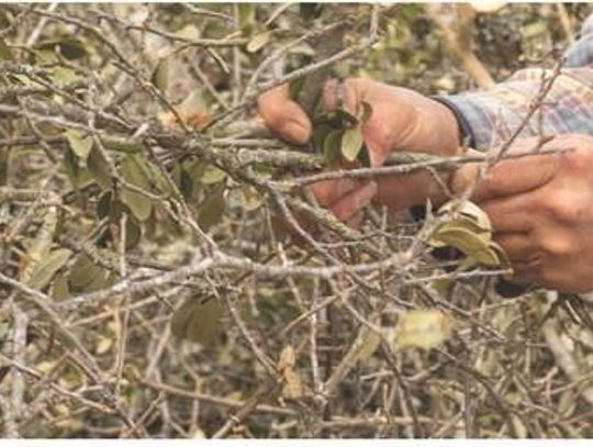 Storm cleanup continues