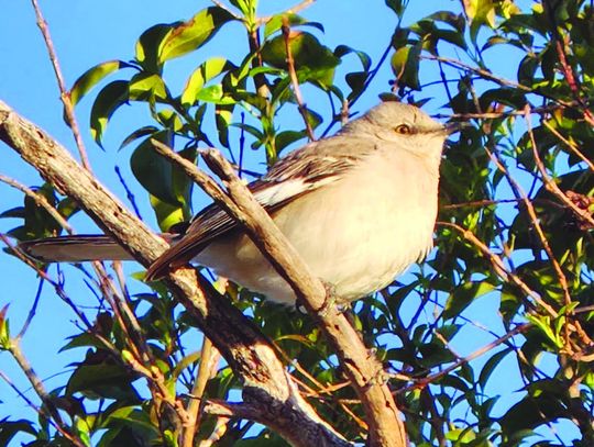 The brilliance of ‘bird brain’