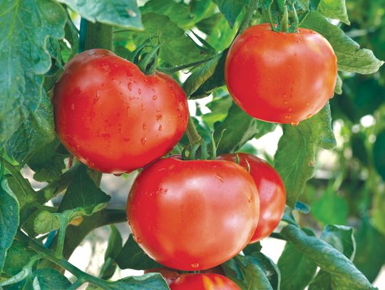 Three Tips for Growing Better Tomatoes