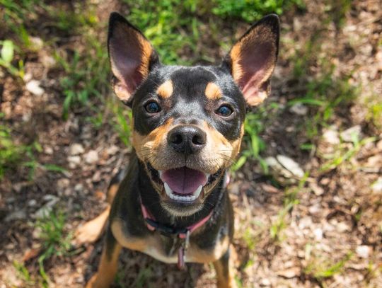 WAG's Pet of the Week - Raichu