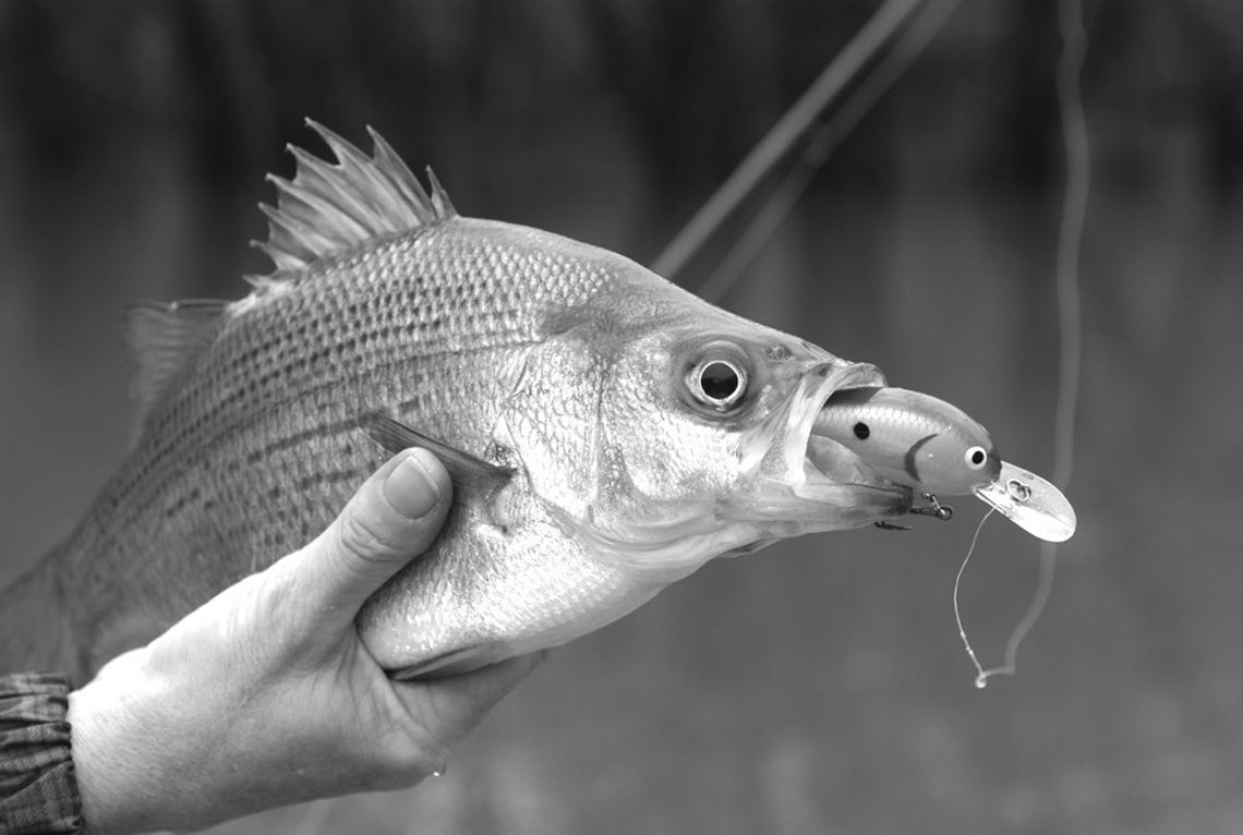 Annual white bass run kicking into gear on rivers statewide