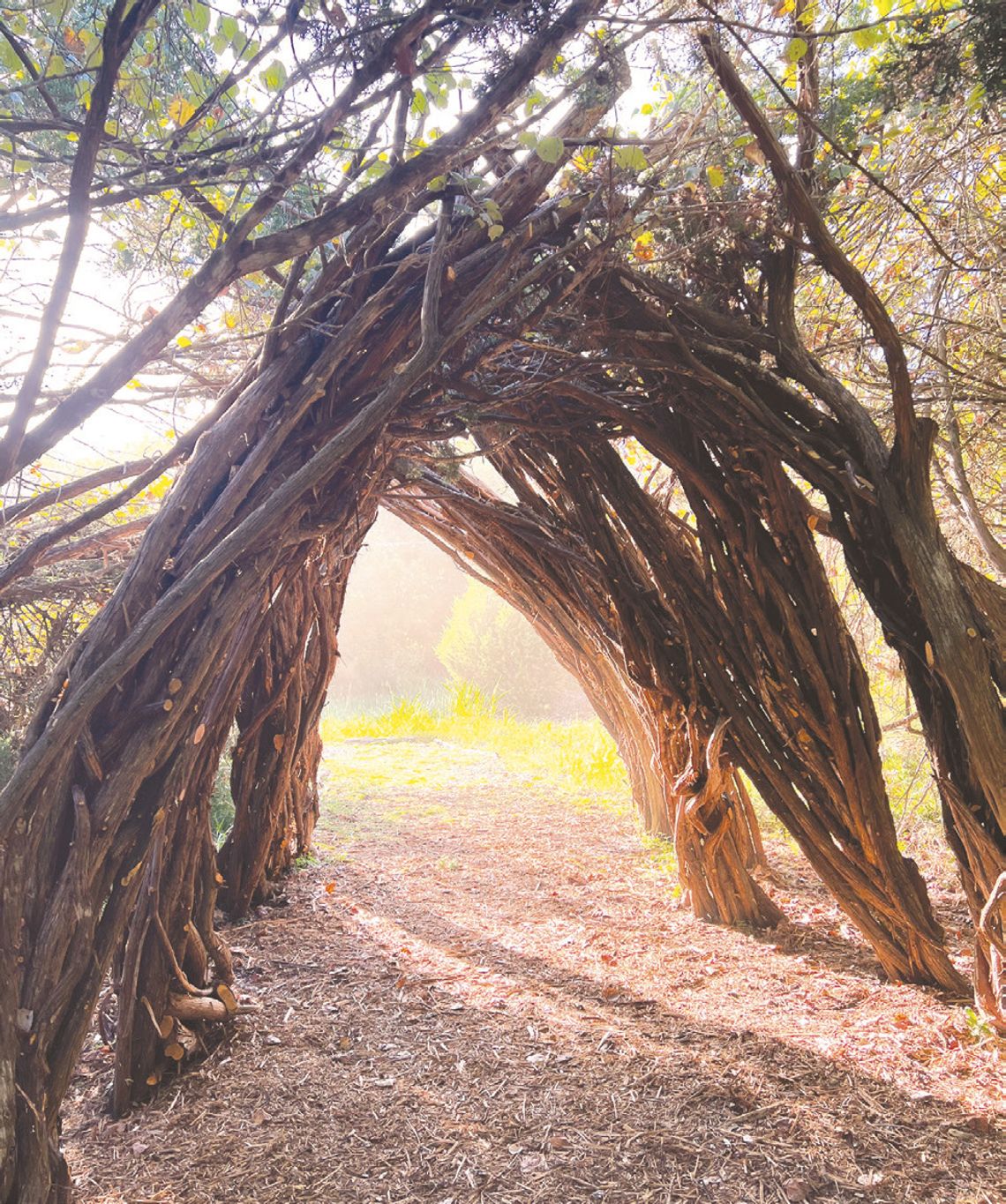 Artist creates living gateways to Cypress Creek Trail Preserve