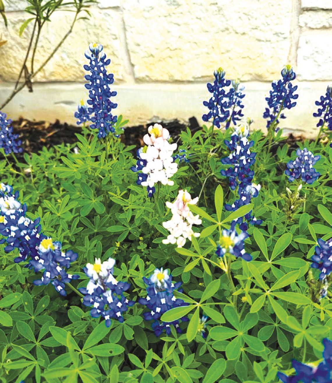 Bloom into Spring: The beauty of native Texas perennials