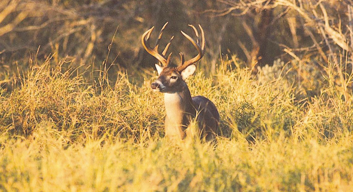 Dreaming Whitetail