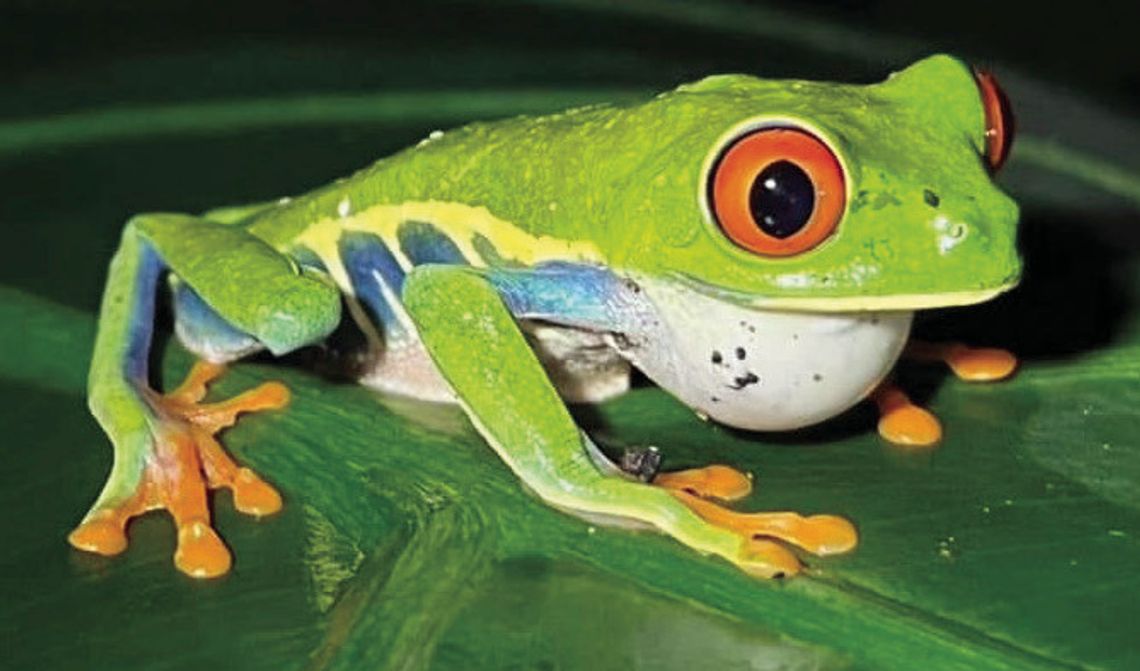 For the love of frogs: How to keep amphibian habitats healthy